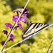 Butterfly photography - swallowtail angles