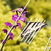 Butterfly photography - swallowtail parallel lines