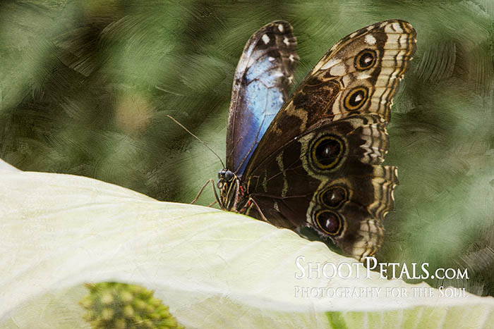Victoria Butterfly Gardens Blue Morpho on Calla Lily