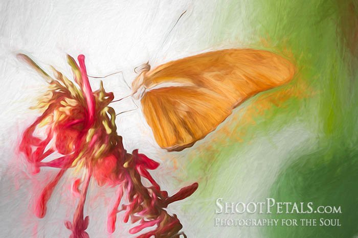 Pretty Pink Blossoms and Butterfly Impressionist Photo