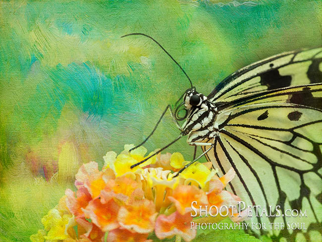 Painterly Paperwhite Butterfly on Flower