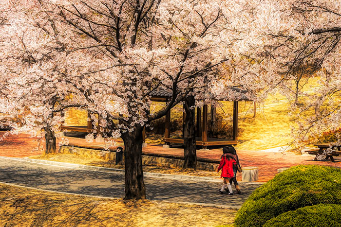 Children Walking Under Cherry Trees.