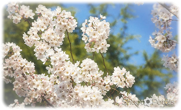 Cherry Blossoms and Blue Sky