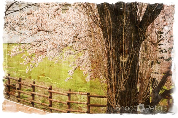 Cherry Blossom Tree Agriculture College