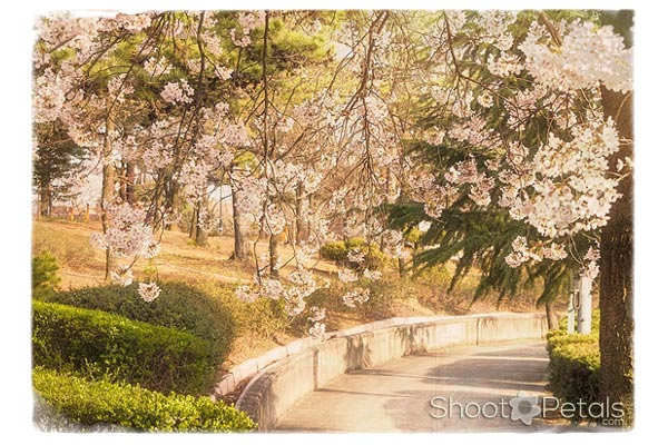 Cherry Blossoms Daegu University