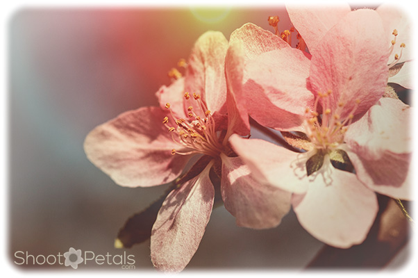 White cherry blossoms on a colourful background.