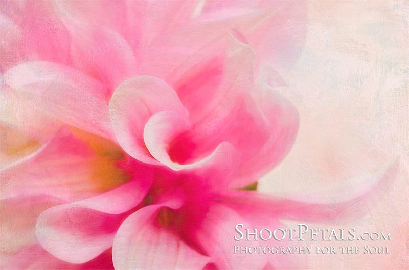 Soft Pink Dahlia Painterly Image