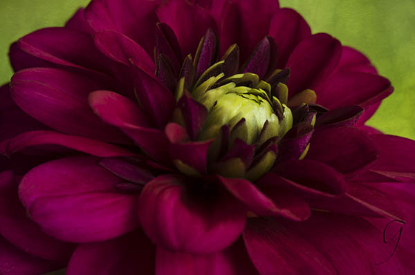 Deep Magenta Dahlia With Green Floret Centre