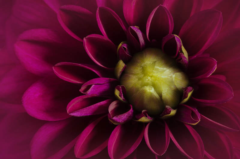 Magenta Dahlia With Green Centre (Dahlia Print #002)