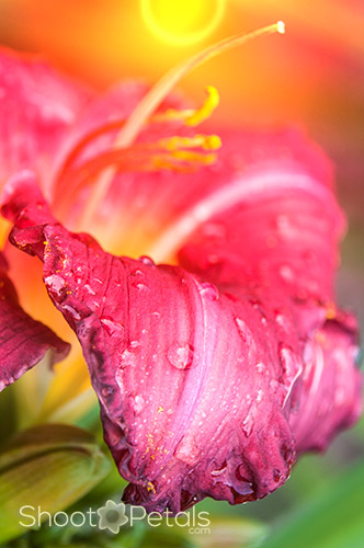 Raindrops on magenta daylily