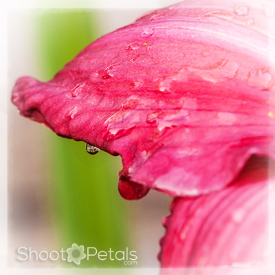 Magenta daylily with raindrop.