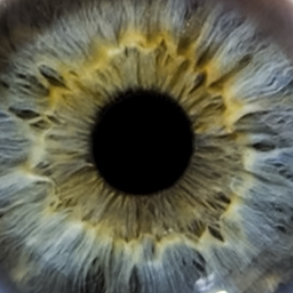 The Iris and Pupil Human Eye