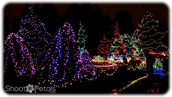 VanDusen Botanical Garden is my favourite winter festival on the Lower Mainland. The number of lights is staggering. This festival was just before a huge renovation.