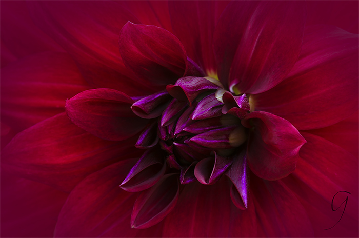 Fiery Red Dahlia Close Up