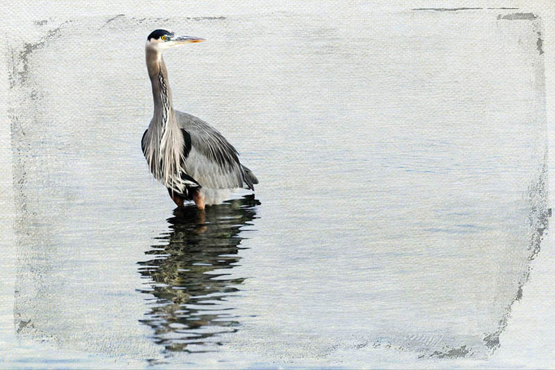 Painterly Great Blue Heron