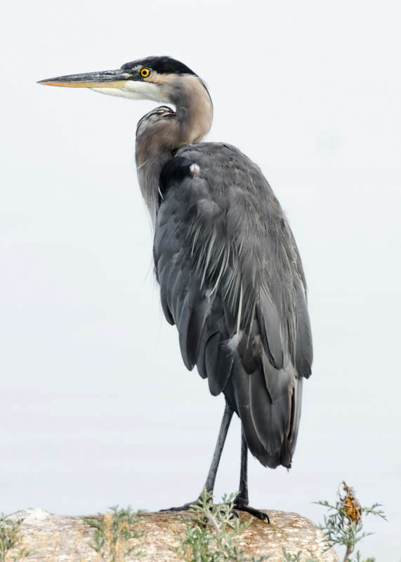 Great Blue Heron 1