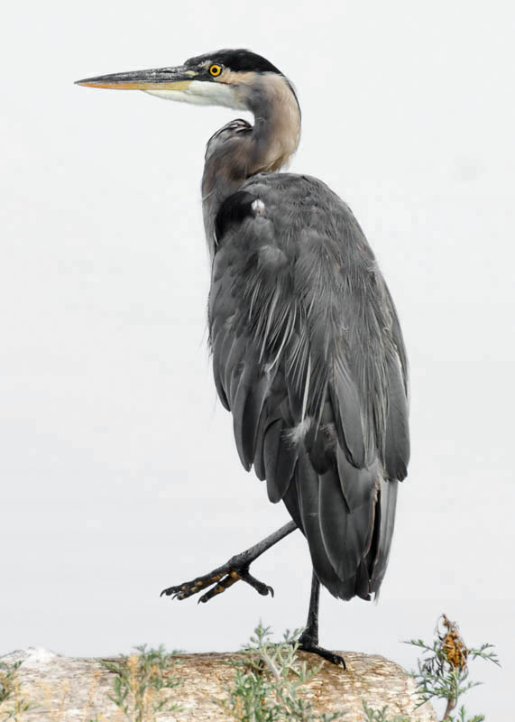 Great Blue Heron 2