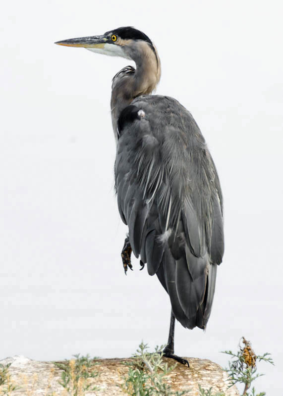 Great Blue Heron 3