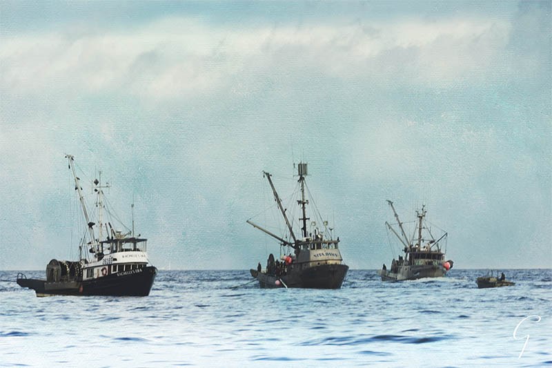 Fishing Boats Off Qualicum Beach Nov 2016