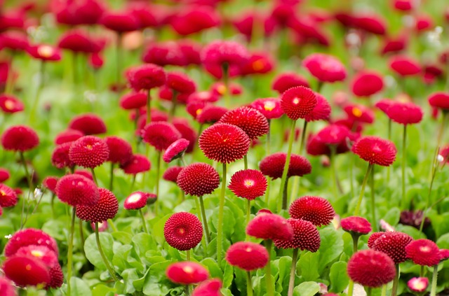 Pompom Style Red Asters