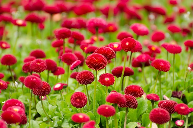 Pompom Style Red Asters