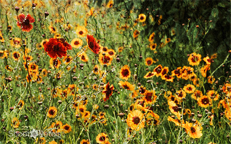 Flower wallpaper red autumn and gold coreopsis with raindrops