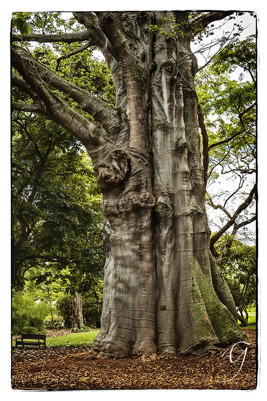 Elephant's Foot or Kapok Tree