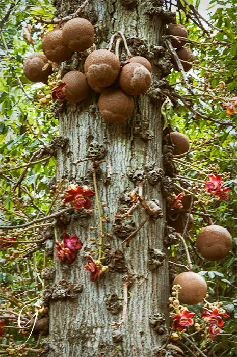 The Cannonball Tree, Foster Botanical Garden