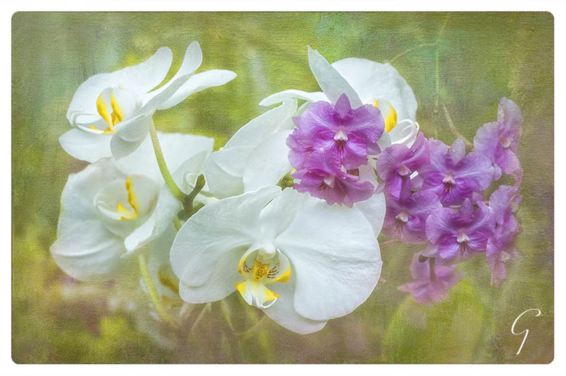 Orchids In the Conservatory at Foster Botanical Garden