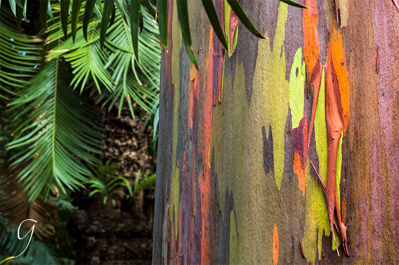 Foster Botanical Gardens Colorful Eucalyptus Tree