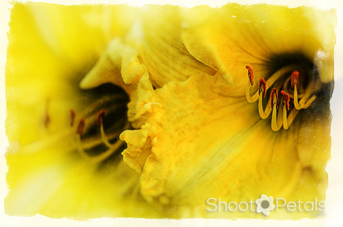 Bright yellow daylilies - textures & frame