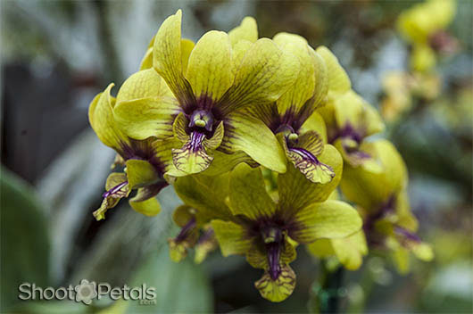 Orchids At Foster Botanical Garden, Correct Exposure