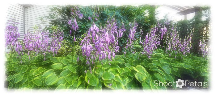 Hostas on Patio, Burnaby BC