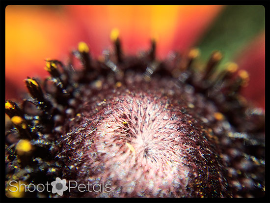 iPhoneography Rudbeckia Macro Lens