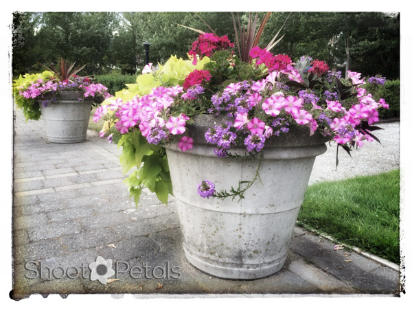 iPhoneography, Pink Petrunias in Planters