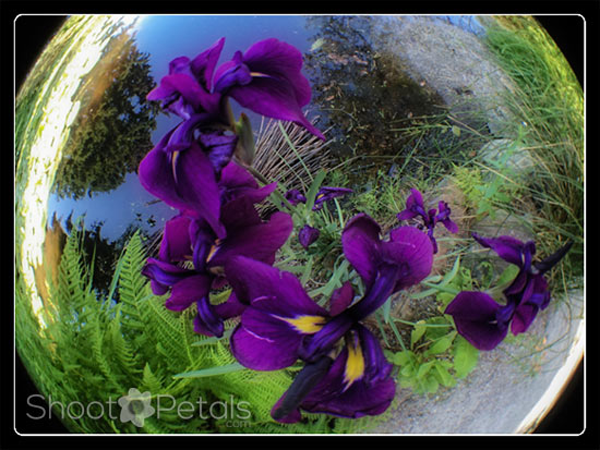 iPhoneography Fisheye Lens Purple Irises