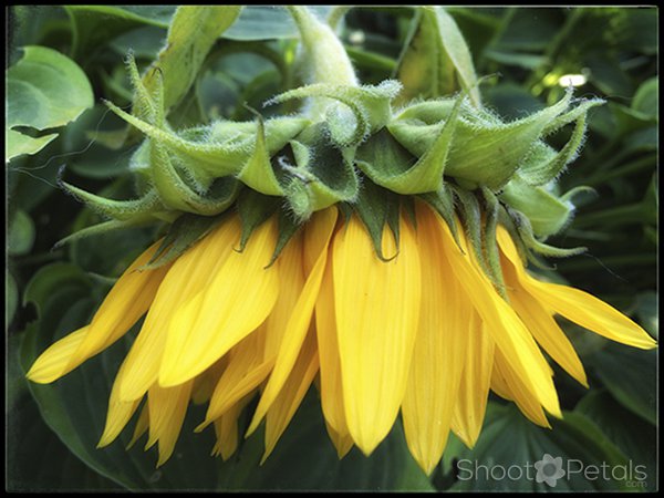 iPhone 5s Picture of Sunflower.