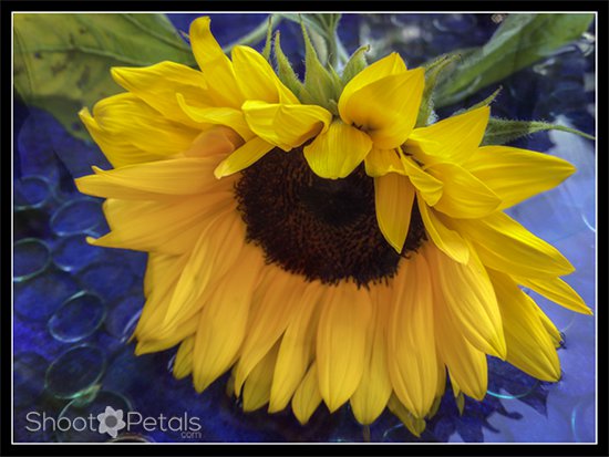 Glowing sunflowers.