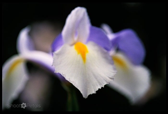 Soft lavender and white, close up on black background.