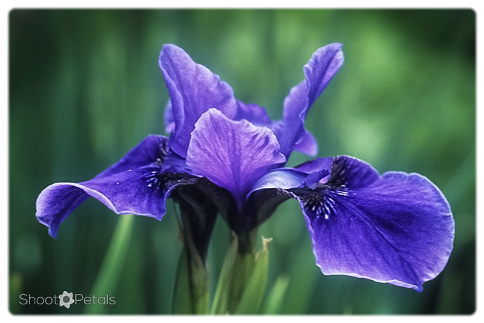 Deep violet bloom with blurred background close up.
