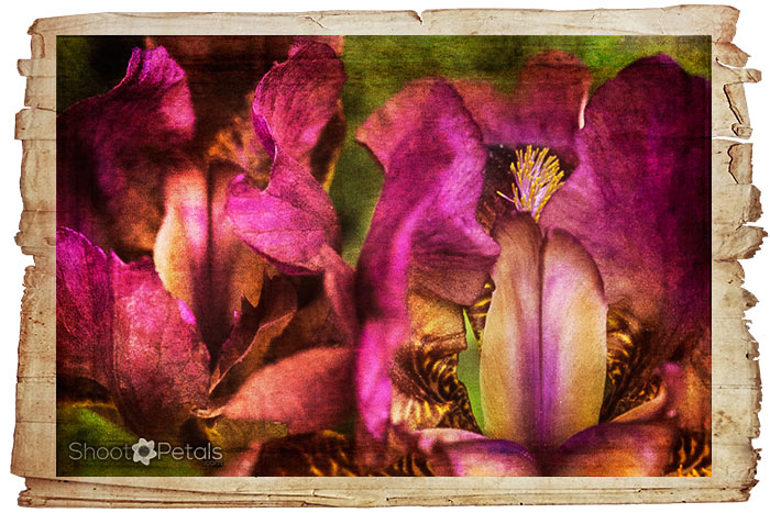 Amazing fuschia & gold, textures and an old paper frame.