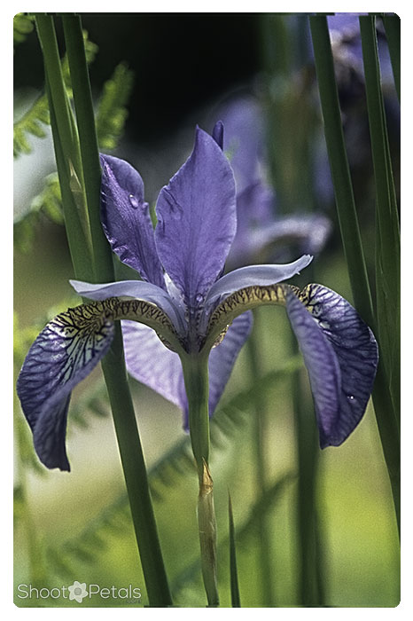 I. sibirica with vertical stem & leaf patterns.