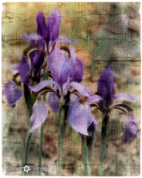 Group of purple irises edited with textures.