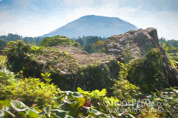 Squashes Growing Among Volcanic Rock and View of Halla Mountain