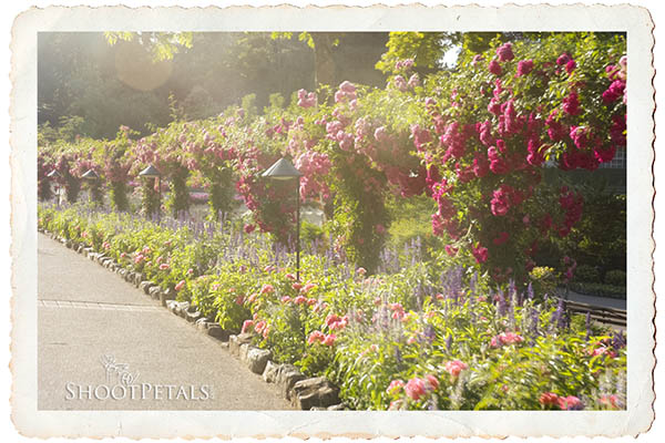 Path of Roses Butchart Gardens, Victoria