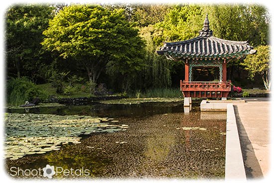 Leading Lines Korean Traditional Garden