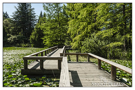 Boardwalk across Livingston Lake, VanDusen Botanical Garden