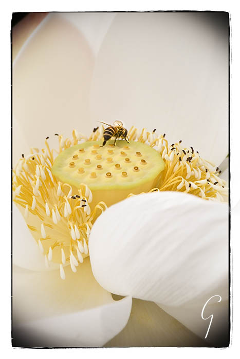 White lotus blossom with bee on pod
