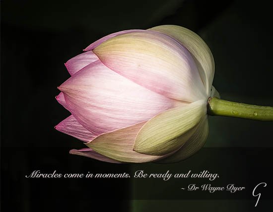 Pink lotus blossom in lotus field South Korea