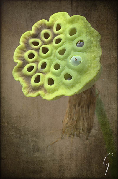 Lotus Seed Pod, Texture Layers